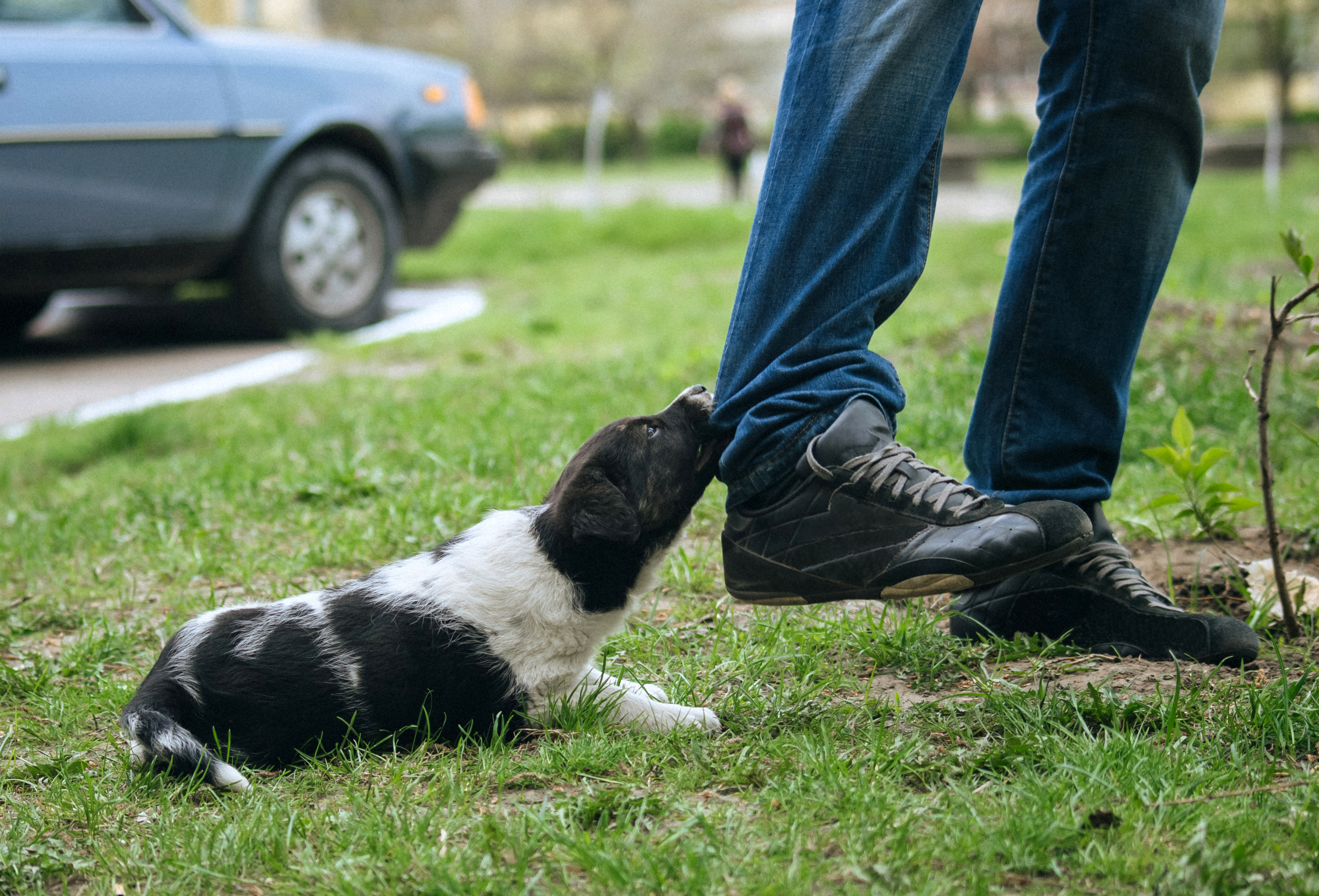 Warum viele Welpen durch falsches Futter überdreht sind