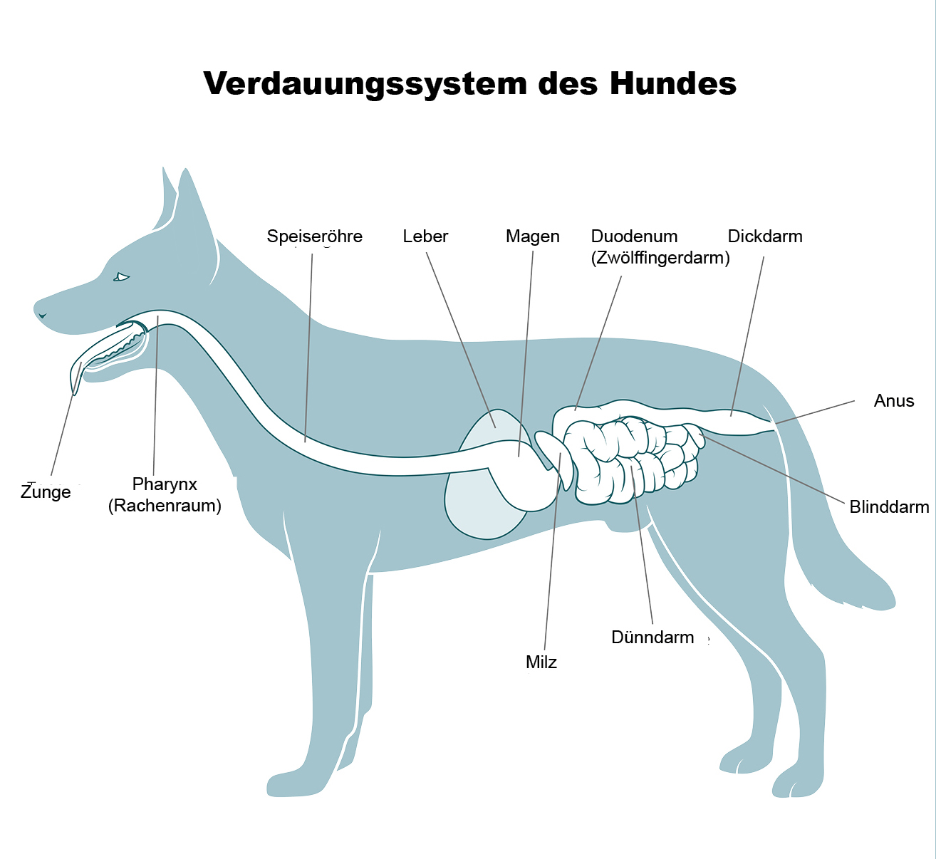 Verdauung beim Hund verstehen – der Schlüssel zu Gesundheit und Wohlbefinden