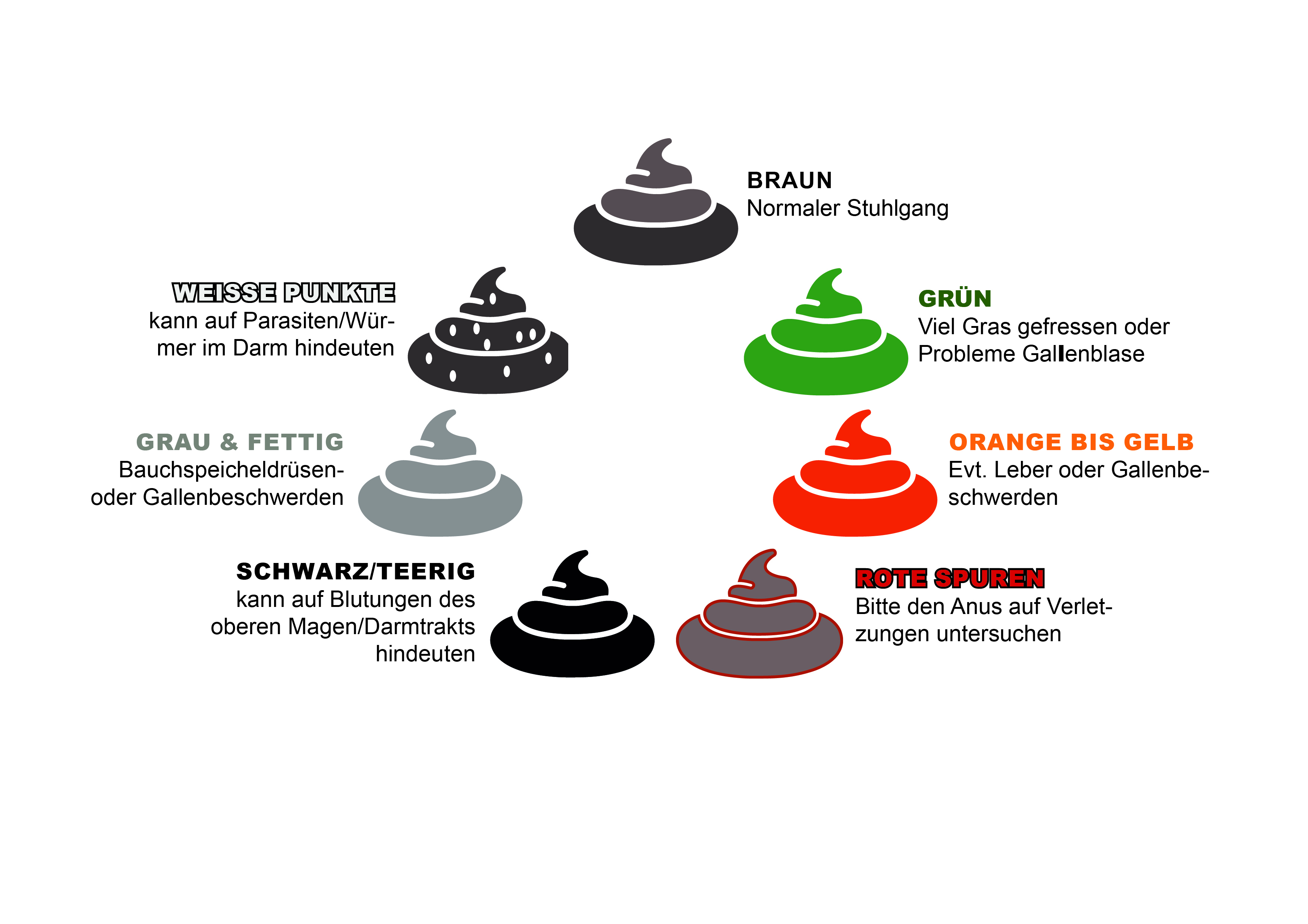 Kot beim Hund verstehen – was die Hinterlassenschaften wirklich sagen