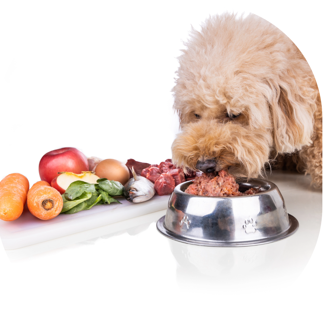 Roh- und Zusatzstoffe im Hundefutter – was wirklich enthalten ist