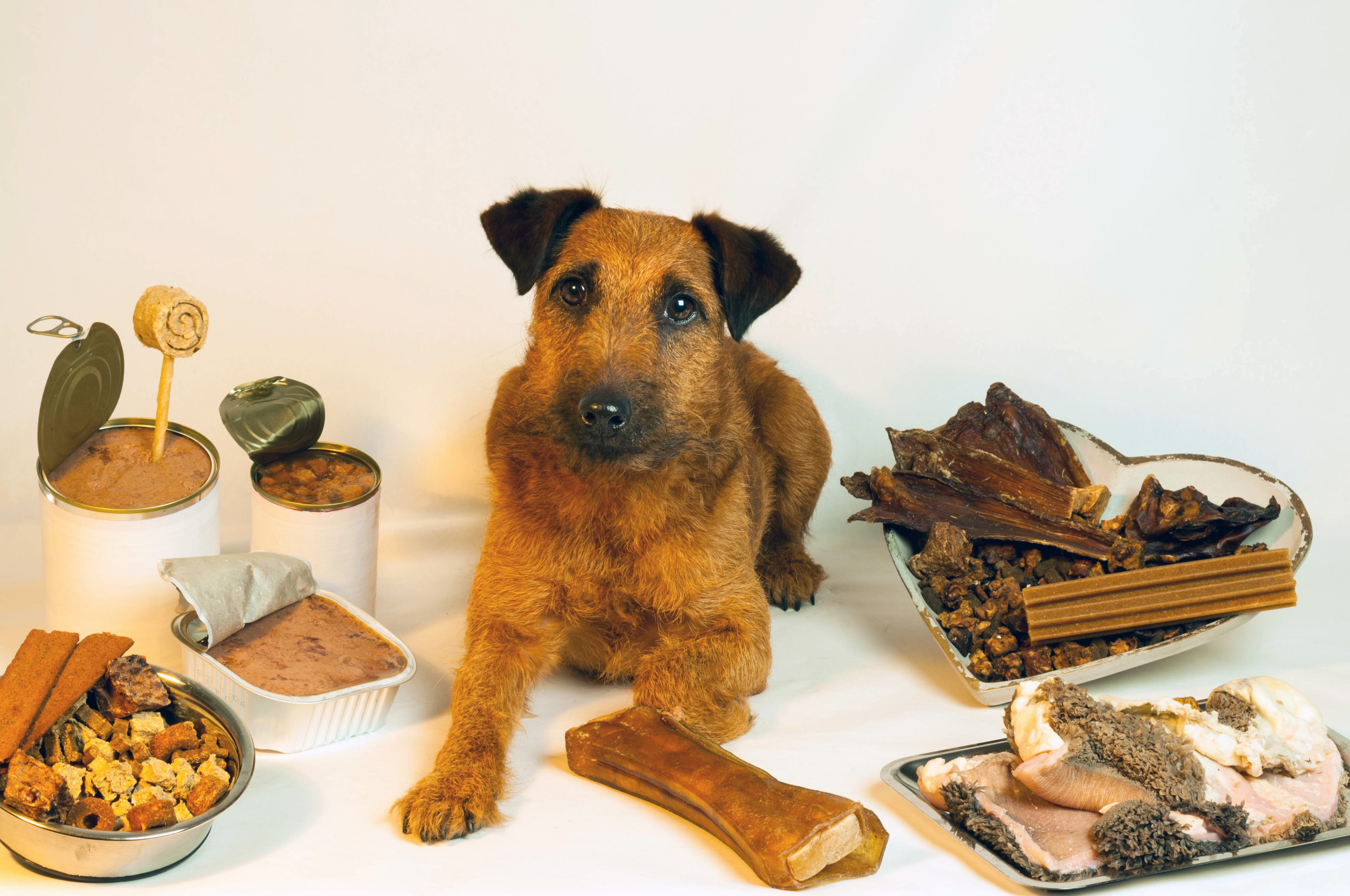 Alleinfuttermittel, Ergänzungsfuttermittel oder Zusatz – was ist der Unterschied?