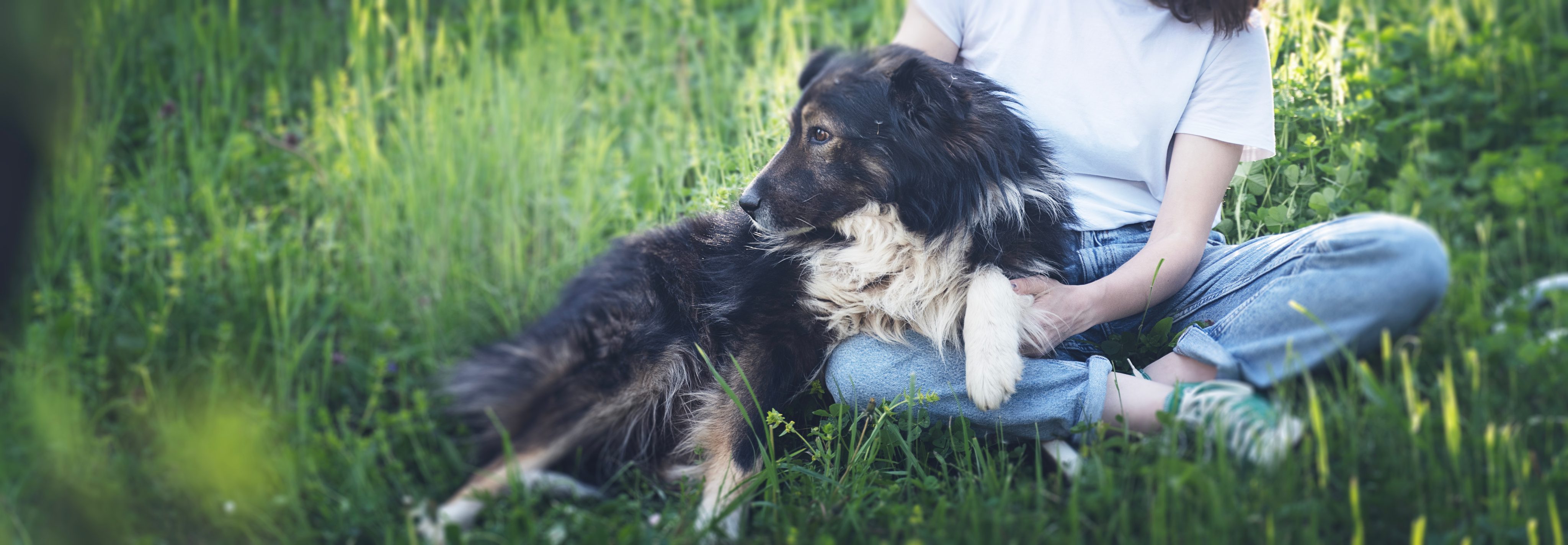 📝 Darmsanierung beim Hund – mit Single Protein zurück zur Balance