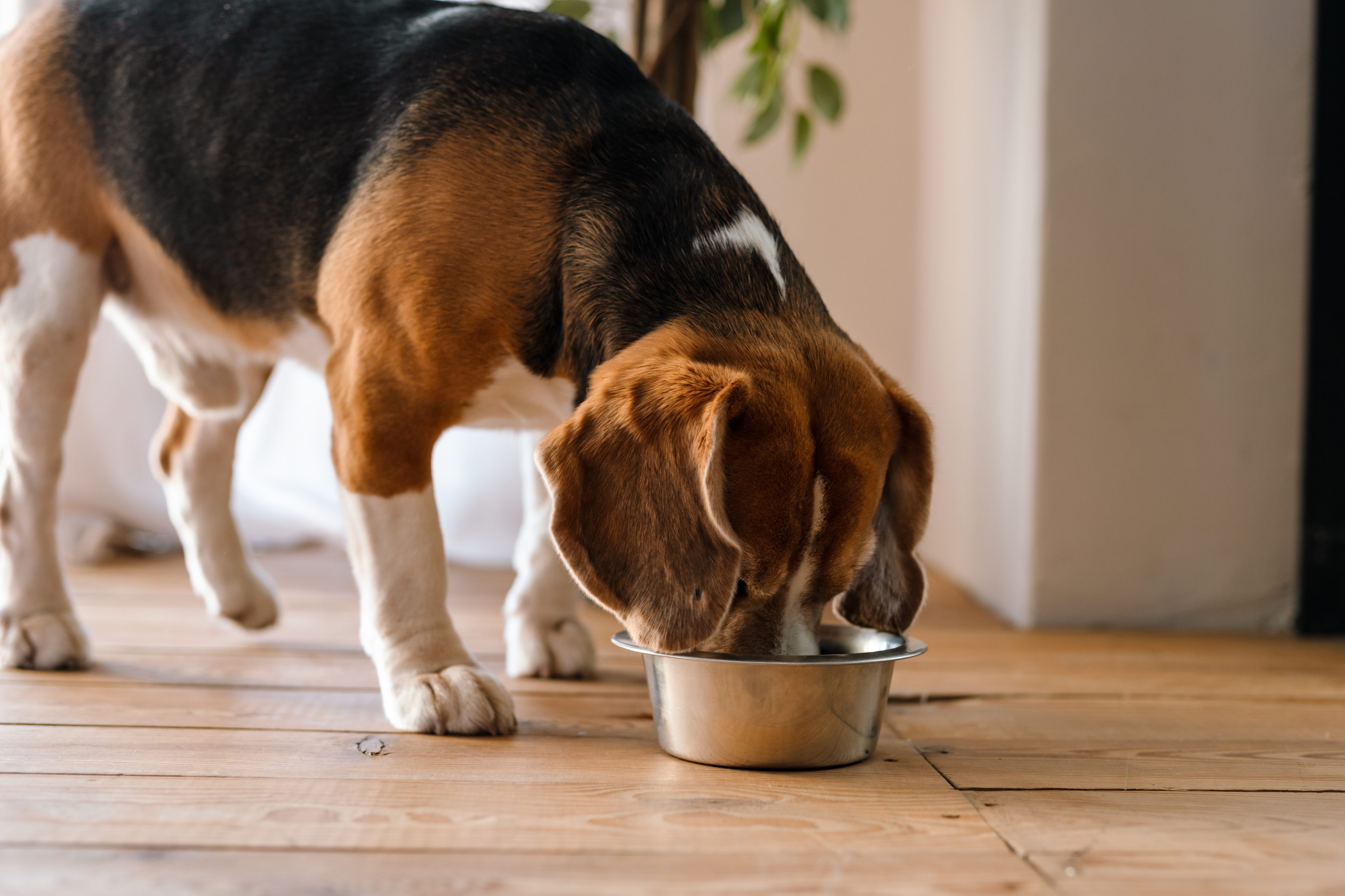 Insektenfutter für Hunde – sinnvoll bei Allergie oder nur ein Trend?