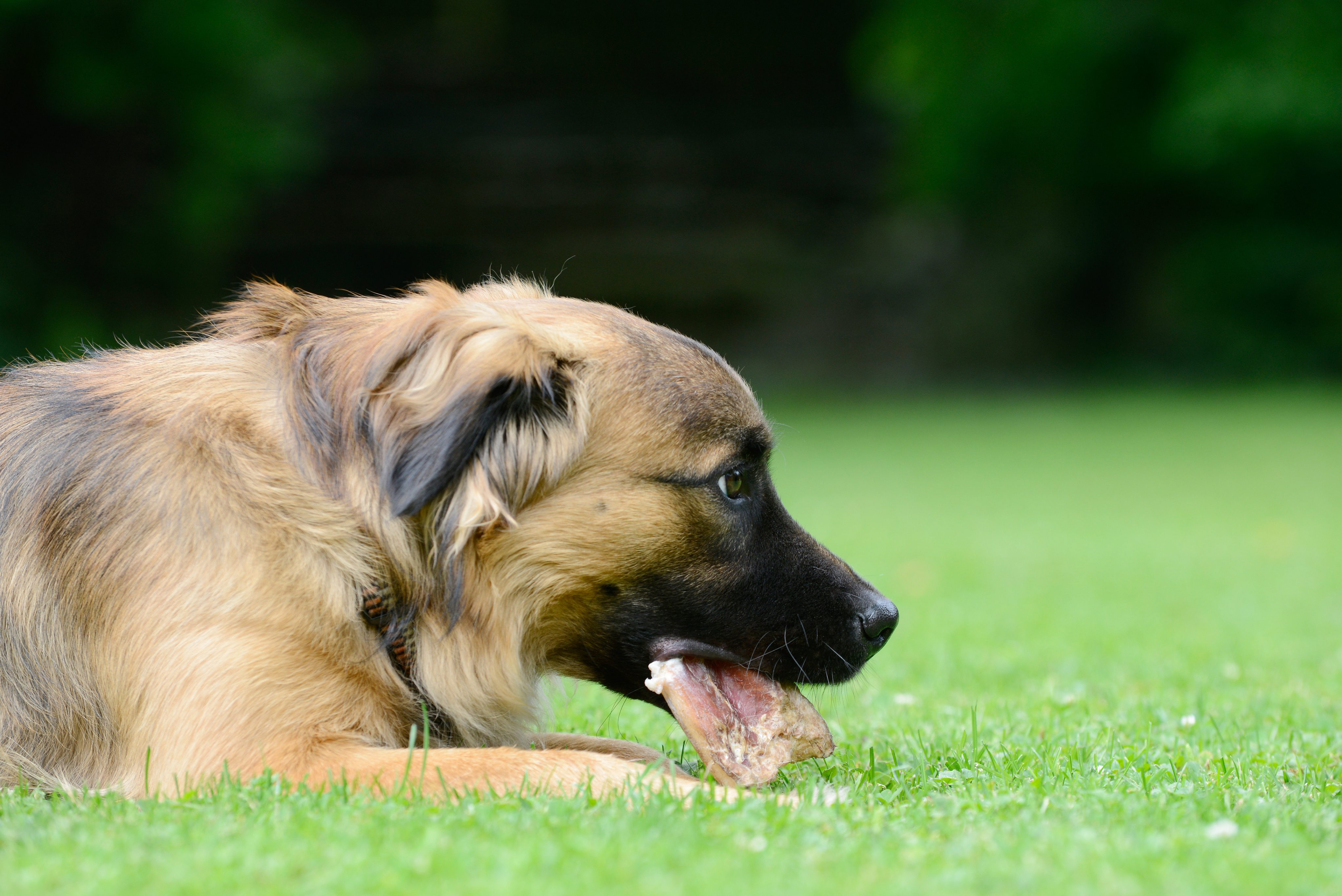 Wild in der Hundeernährung – natürlich, nährstoffreich und gut bekömmlich