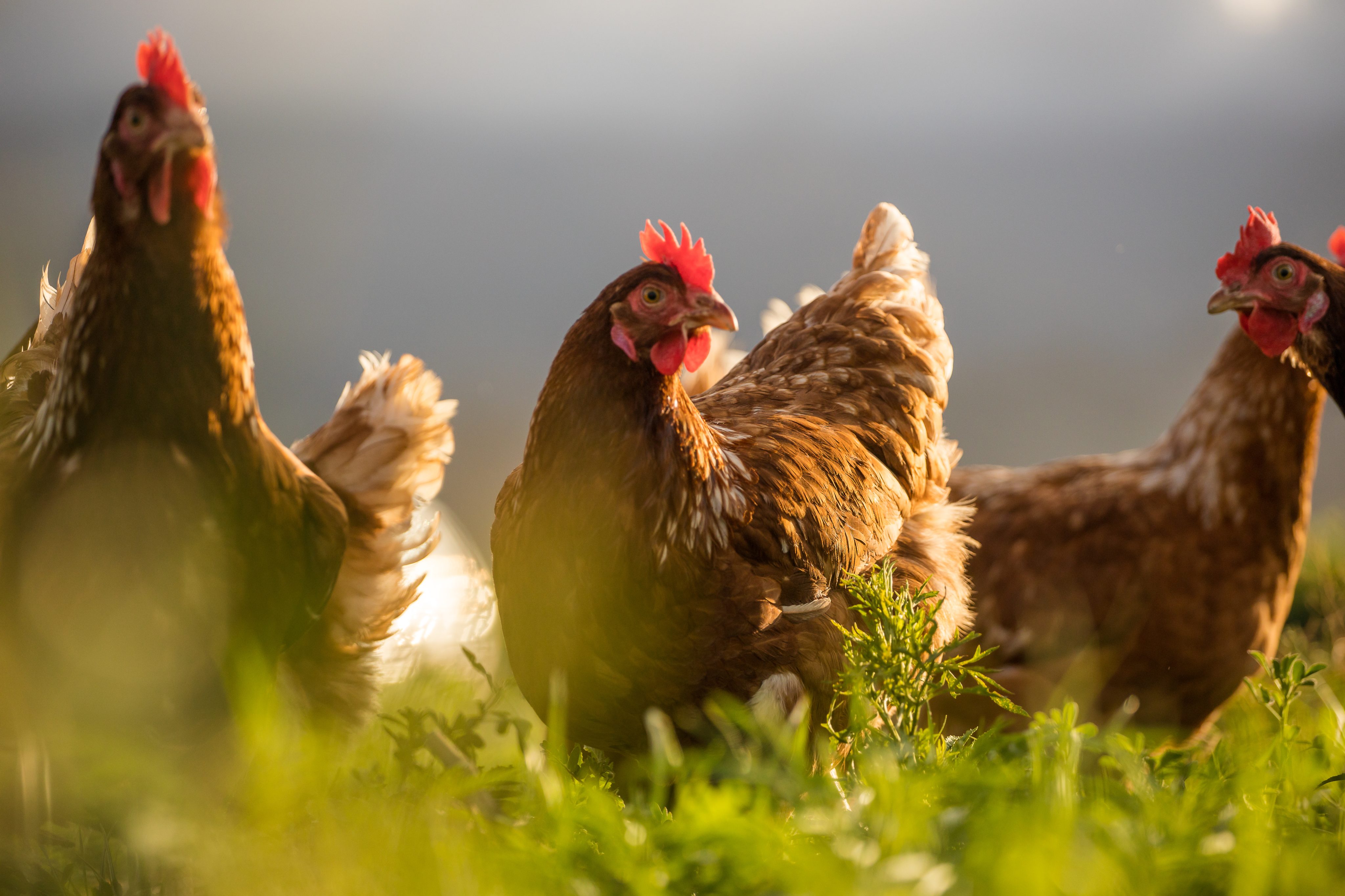 Huhn in der Hundeernährung – leicht, beliebt und gut bekömmlich
