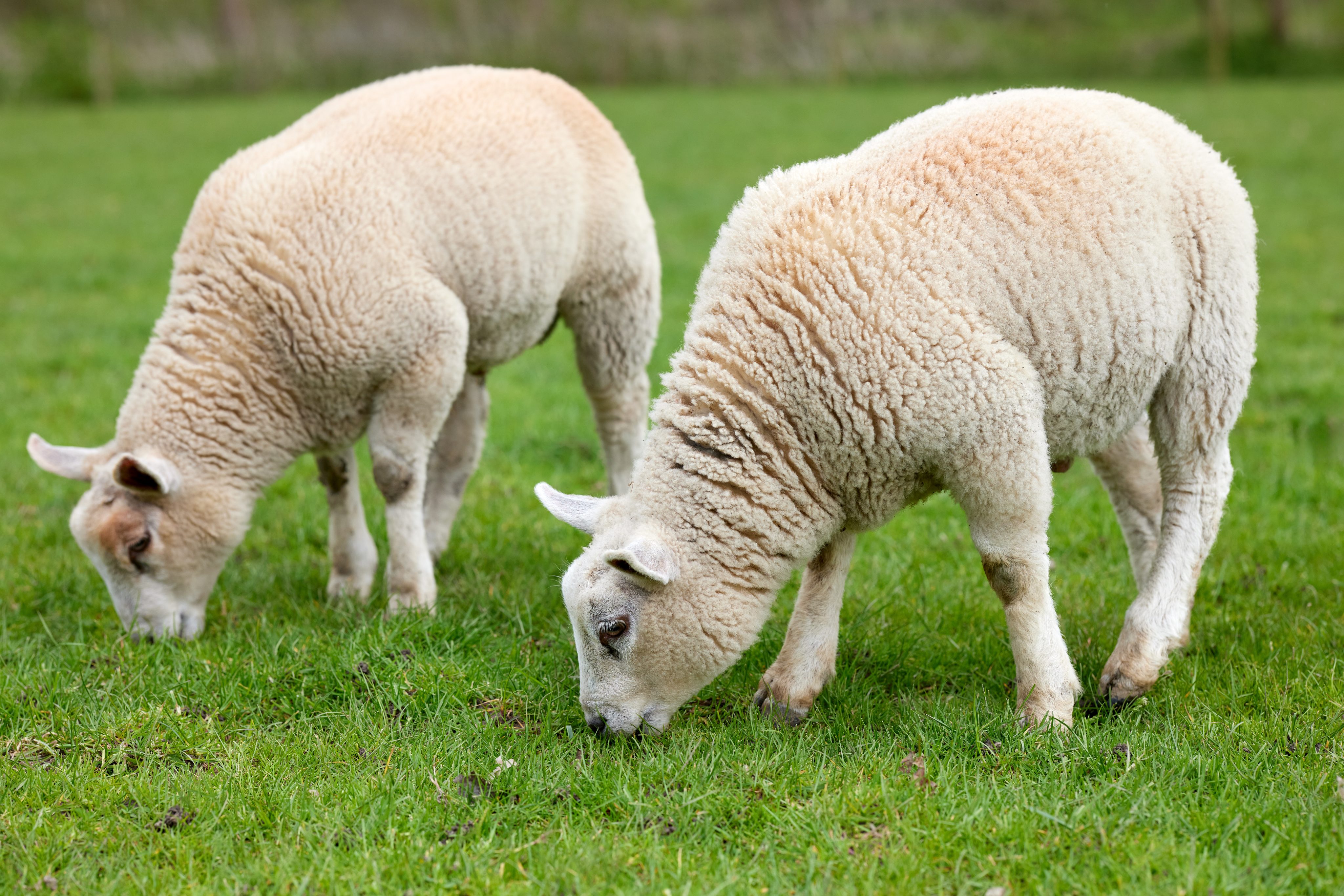 Lamm in der Hundeernährung – gut verträglich und besonders beliebt bei sensiblen Hunden