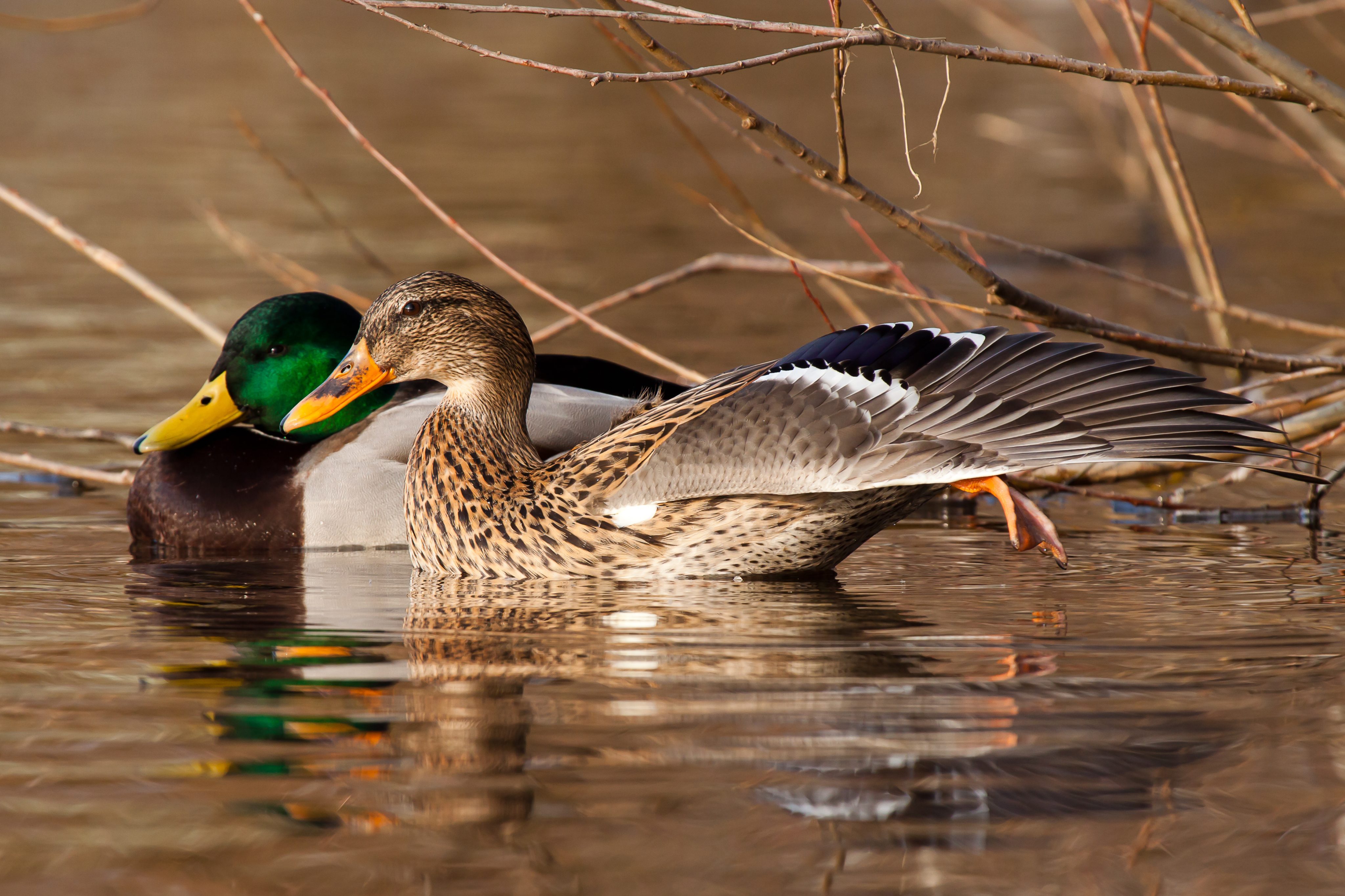 Ente in der Hundeernährung – voller Geschmack und besondere Abwechslung im Napf