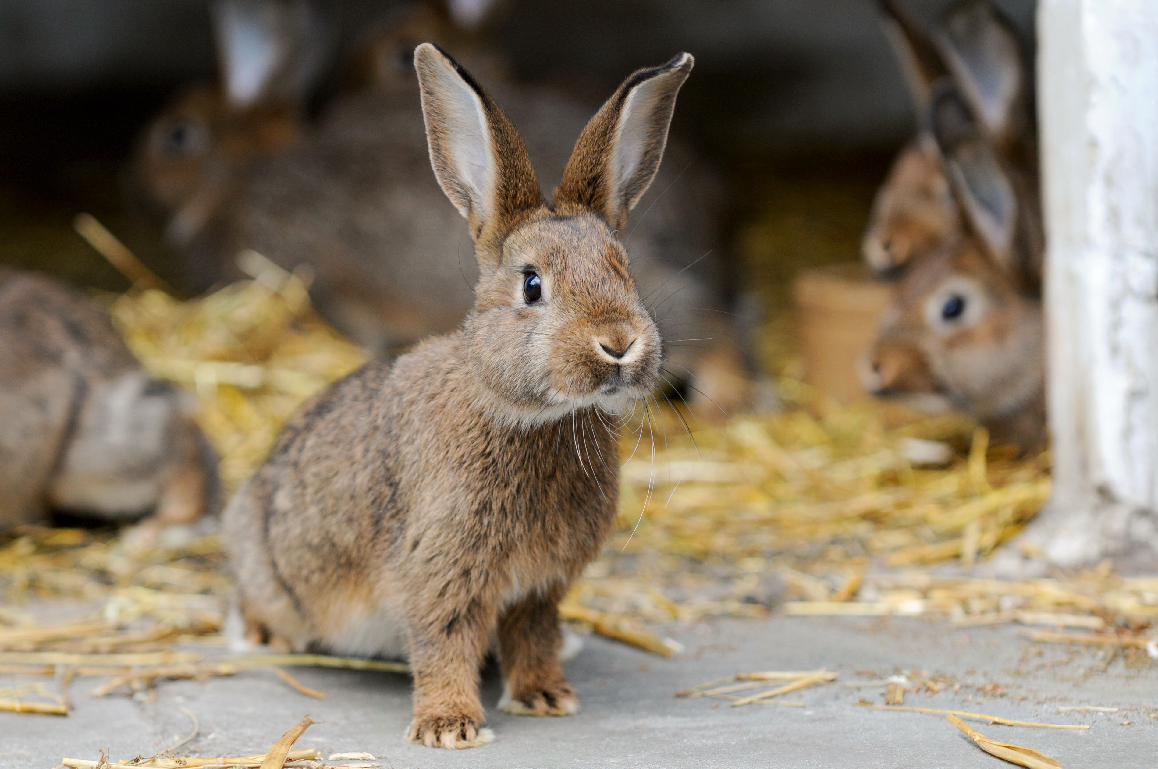 Kaninchen in der Hundeernährung – feine Abwechslung mit besonderem Charakter