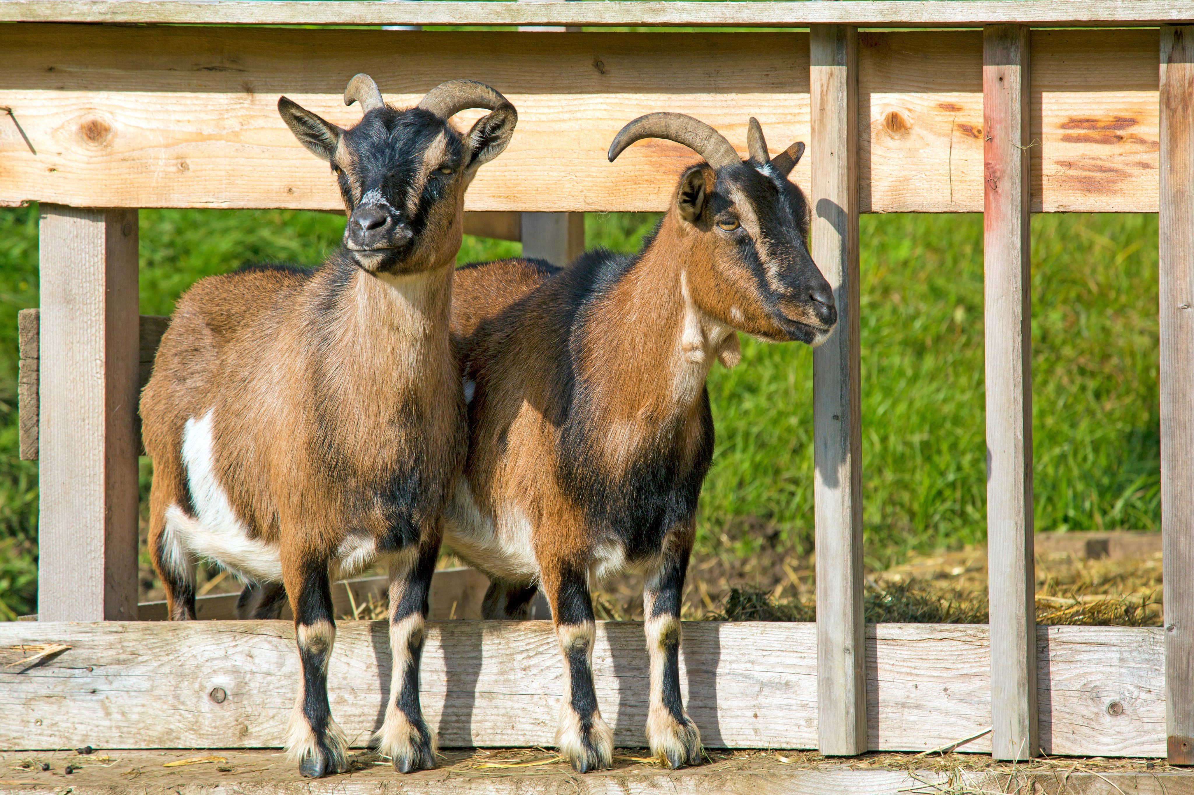 Ziege in der Hundeernährung – eine besondere Proteinquelle für sensible Hunde