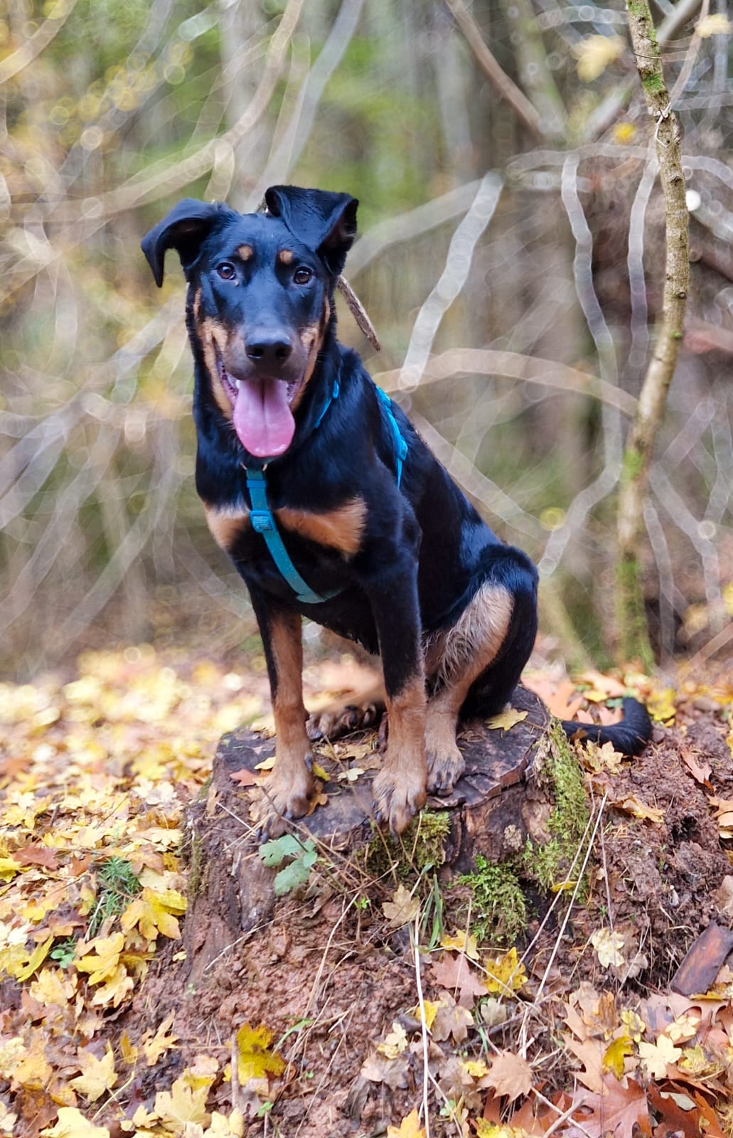 Fett beim Hund – Haut, Fell und unterstützende Öle