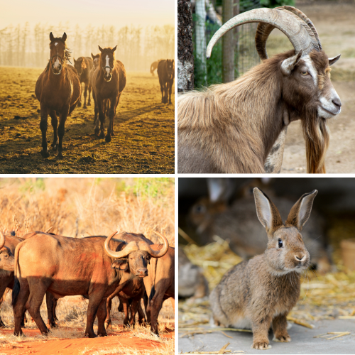 Vier Tiere: Pferde, eine Ziege, Büffel und ein Hase in verschiedenen Landschaften.